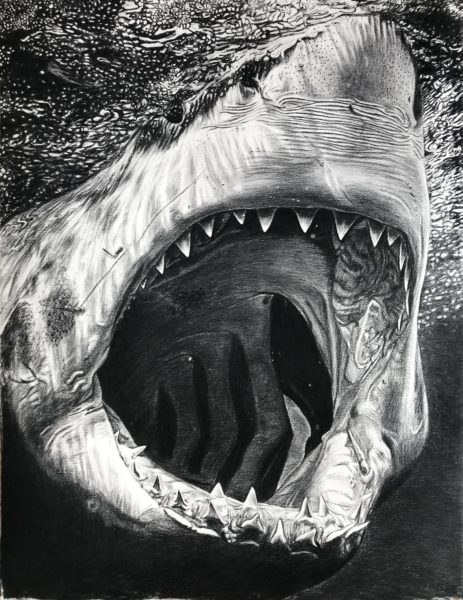 Carcharodon Carcharias, fusain sur Arches, 110x85cm, 2020